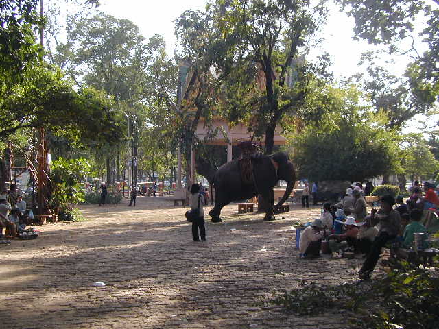 elephant at wat phnom