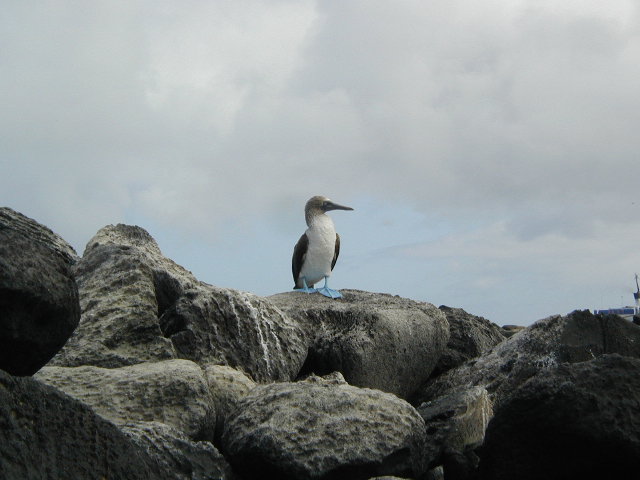 blue-footed booby on espanola