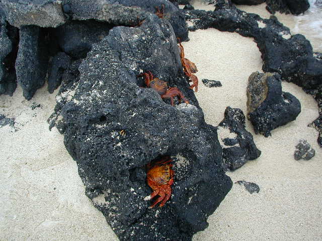 Sally light-foot crabs