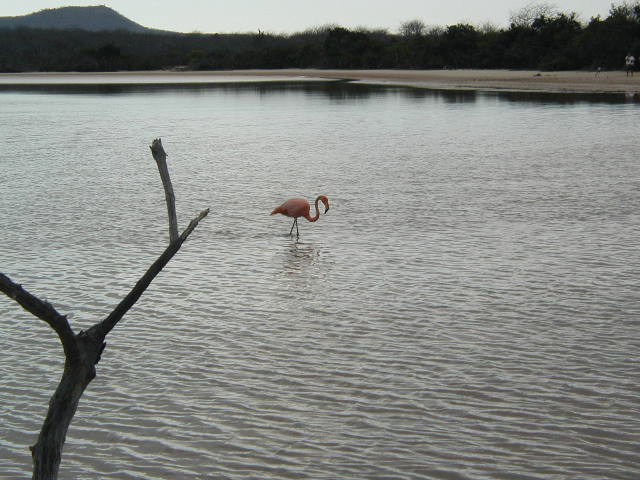 flamingo