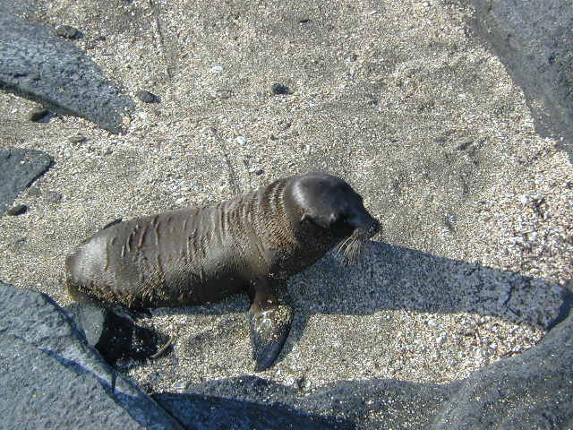 fur seal pup