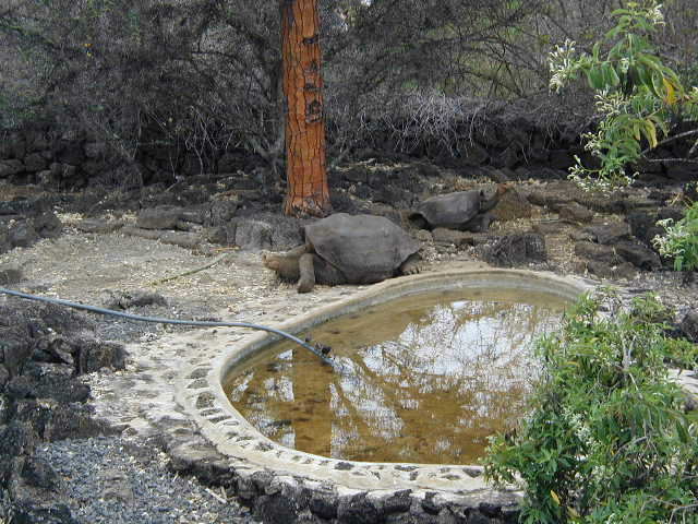 lonesome george