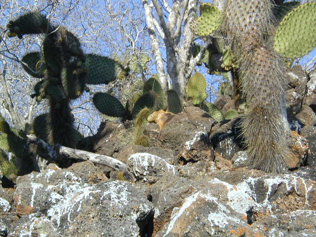 land iguana among cacti