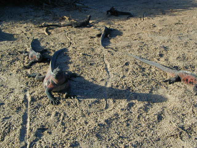 marine iguanas on espanola