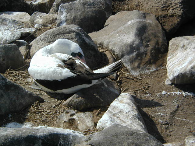 nesting nazca booby