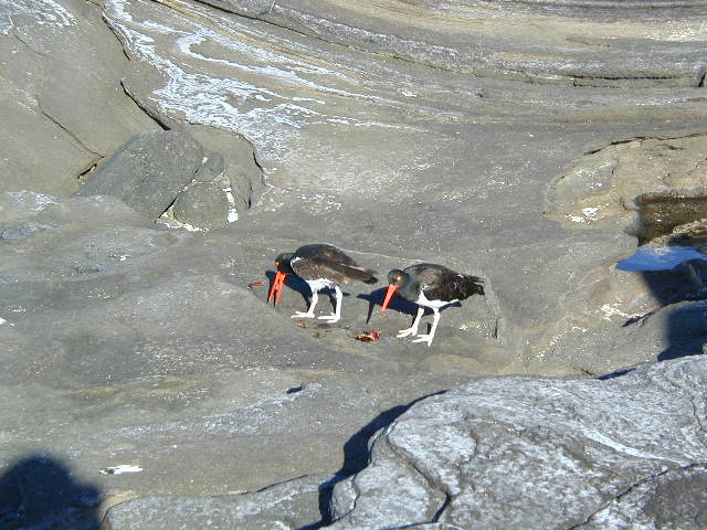 American oystercatchers