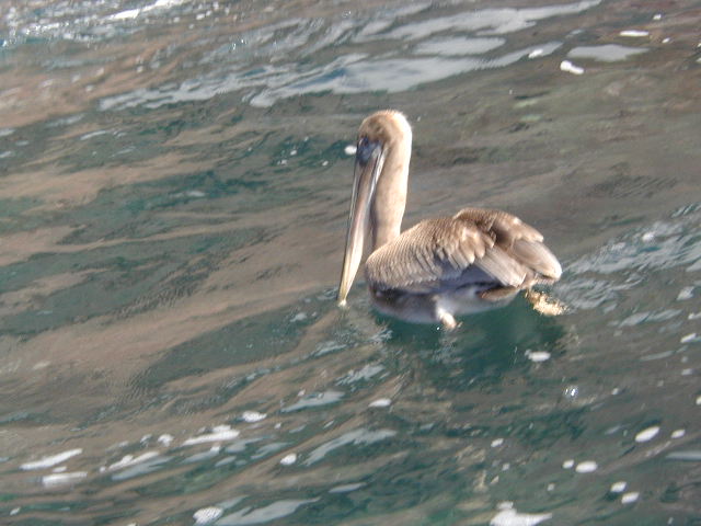 pelican in the water