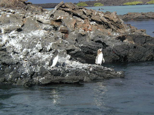 Galapagos penguins