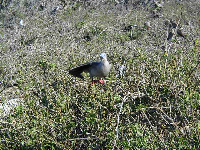 red-footed booby