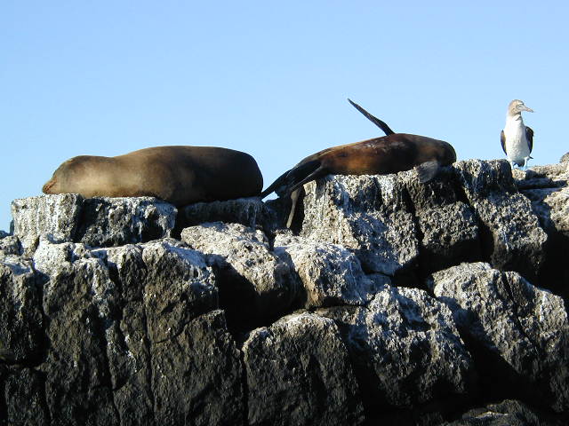 sea lions on cerro dragon