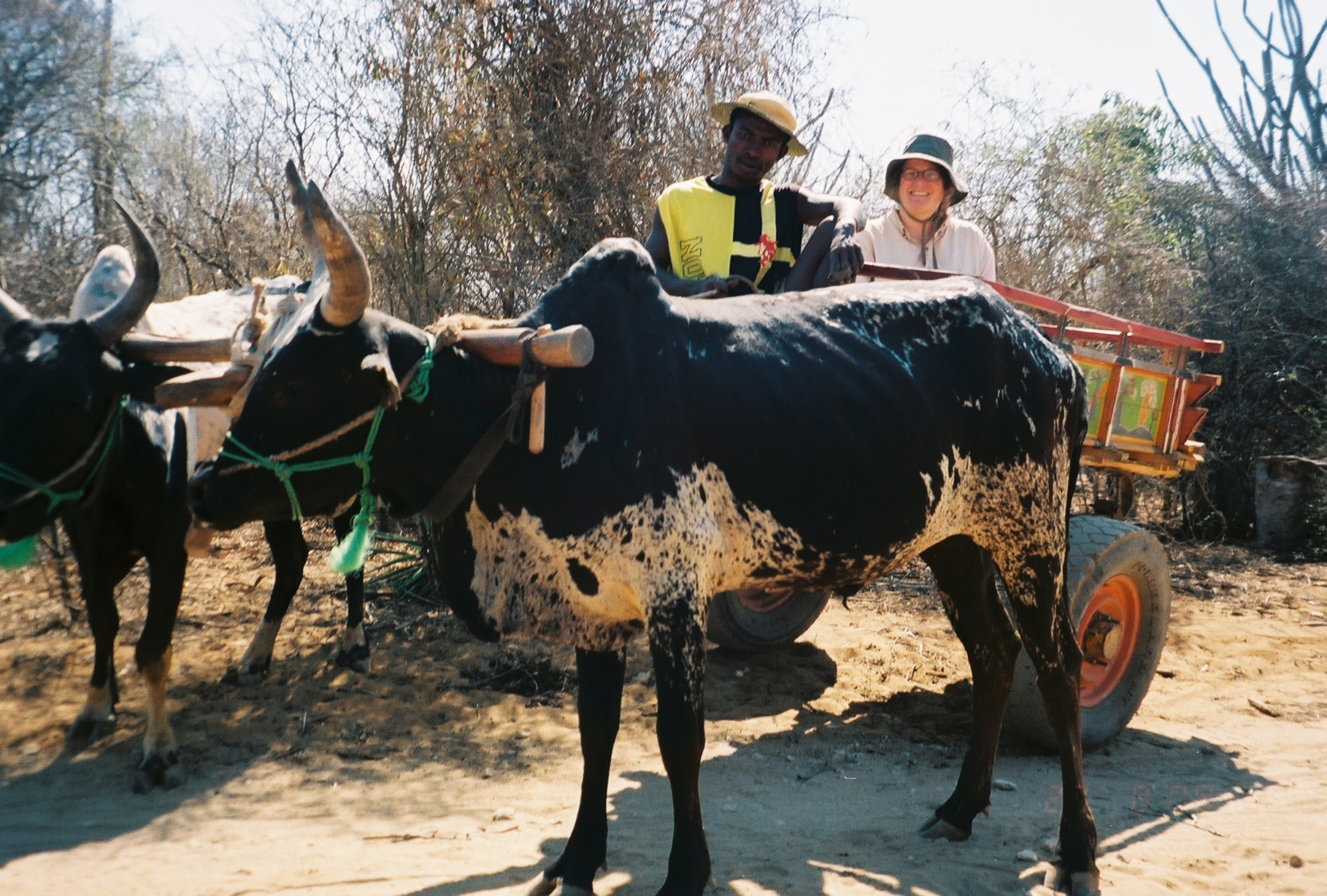 me in a zebu cart