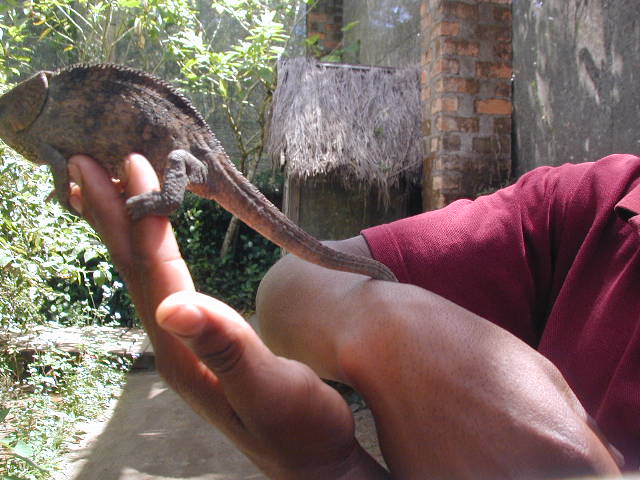 chameleon at reptile farm