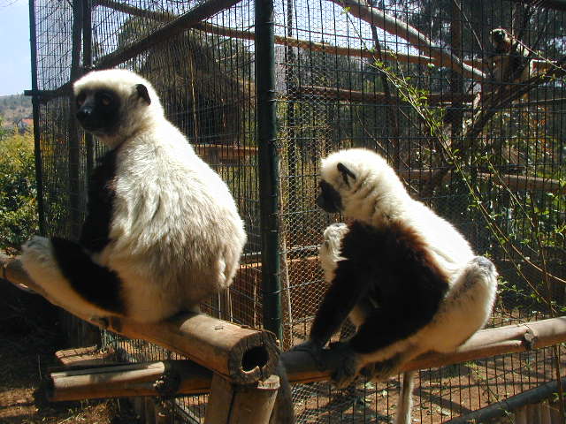 sifaka