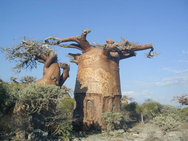 baobabs in spiny forest